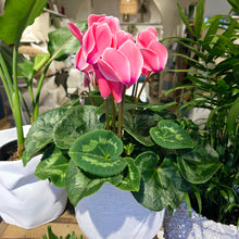 Load image into Gallery viewer, Cyclamen Plant 35cm
