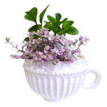 Load image into Gallery viewer, Teacup potted Plant
