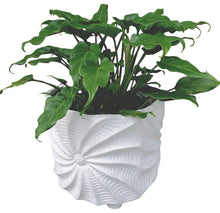 Load image into Gallery viewer, Planter Shell Twist XL
