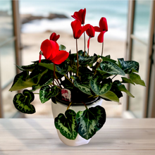 Load image into Gallery viewer, Cyclamen Plant 35cm

