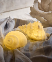 Load image into Gallery viewer, Conch Shell Deco Light
