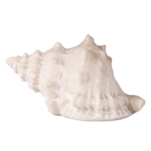 Load image into Gallery viewer, Conch Shell Deco Light
